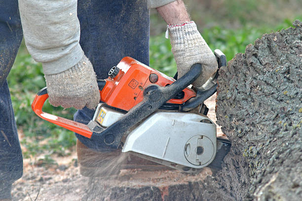 Best Stump Grinding and Removal  in Harriman, TN