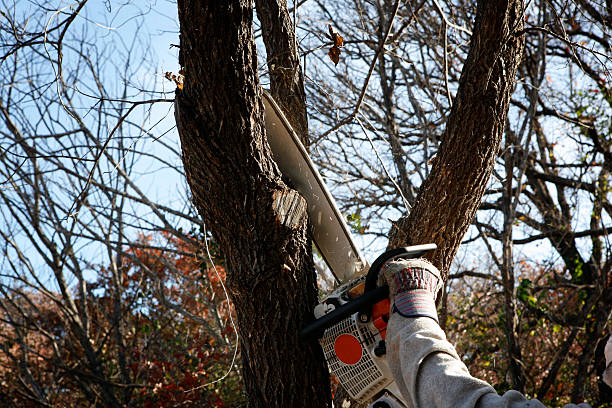 Best Tree Removal  in Harriman, TN